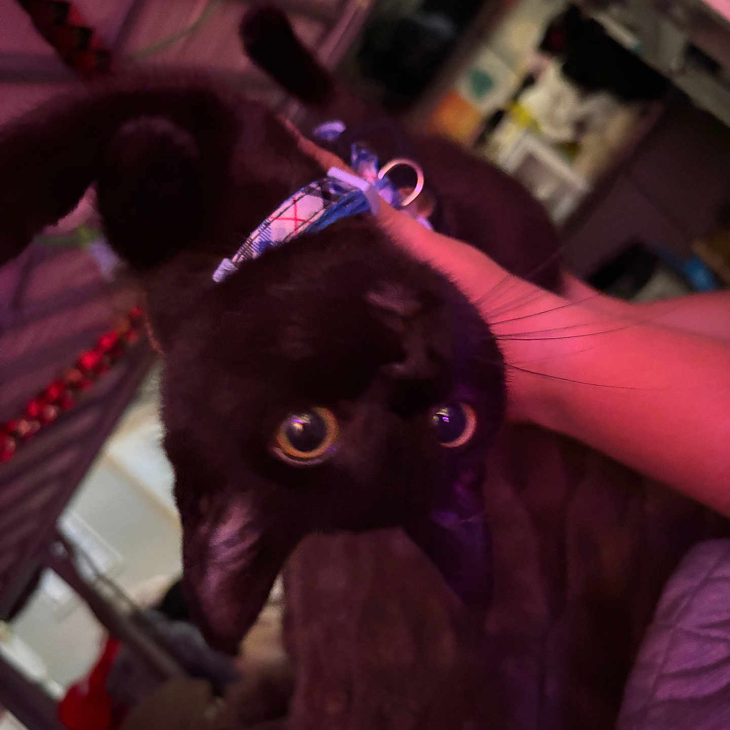 Nala