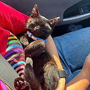 Nala is registered to the contest to win money with this photo: kitten, black_cat, sleeping, cat_collar, sunlight, person, arms, car_interior, seatbelt, jeans, shirt, striped_clothing, cute, pet, domestic_cat, relaxation, close_up, feline, young_cat, resting