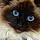 Choupette