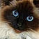 Choupette