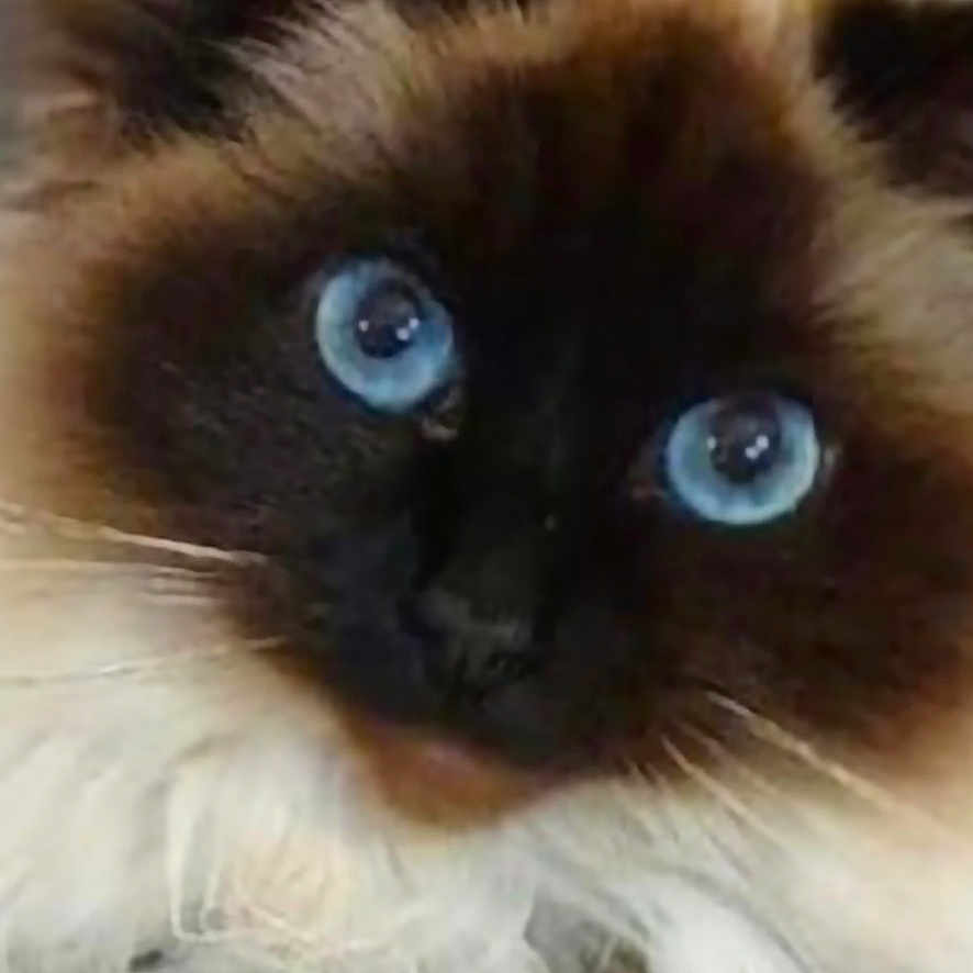 Choupette
