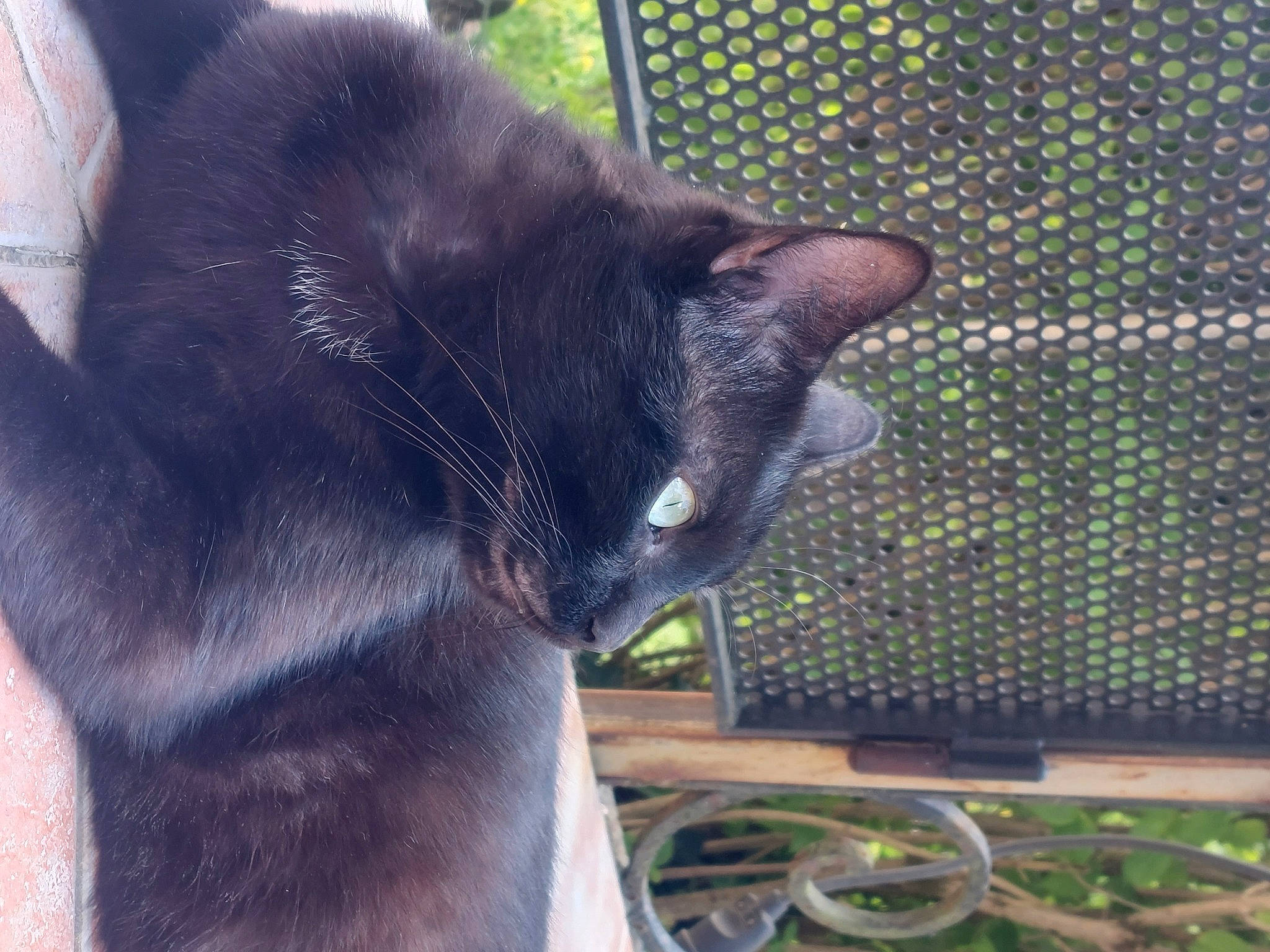 Roméo participe au concours pour gagner de l'argent avec cette photo : black_cat, bombay, carnivore, cat, claw, dog_breed, domestic_short_haired_cat, felidae, fur, grass, grey, mesh, plant, small_to_medium_sized_cats, snout, tail, terrestrial_animal, whiskers, wildlife, window