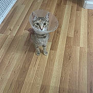 Fish is registered to the contest to win money with this photo: animal, cat, cone, curious, cute, domestic_cat, ears, eye_contact, feline, flooring, house, indoor, looking_up, pet, plastic_collar, small, standing, tabby, whiskers, wooden_floor
