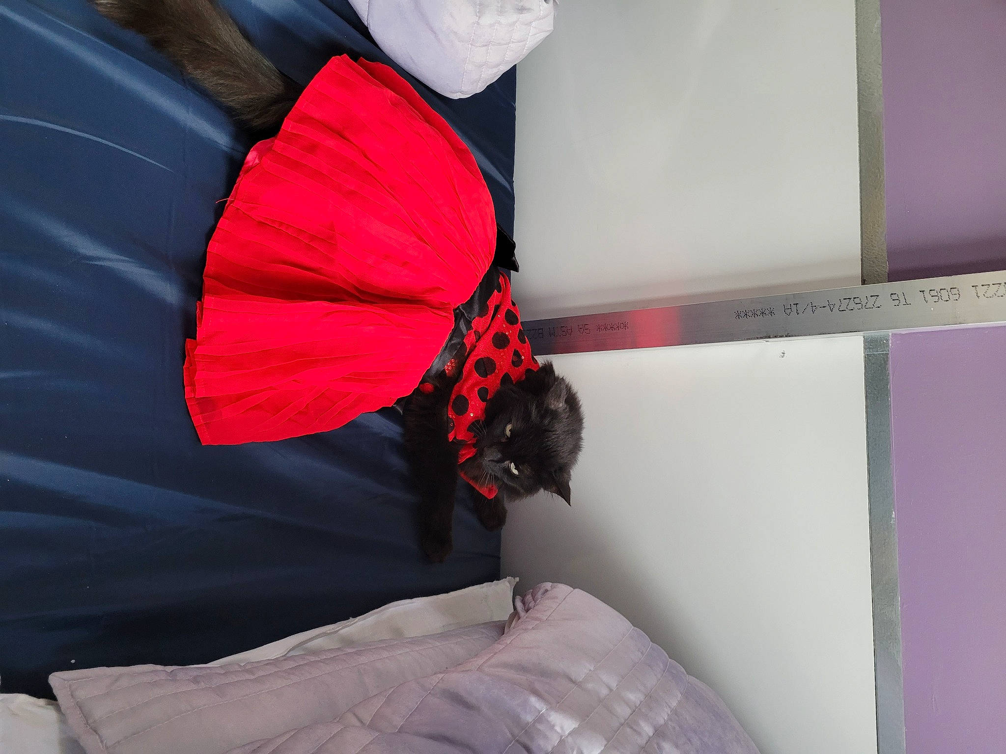 Boo Boo joined the competition — help win amazing prizes! carmine, coquelicot, electric_blue, event, fashion_accessory, linens, magenta, plant, recreation, tints_and_shades, umbrella