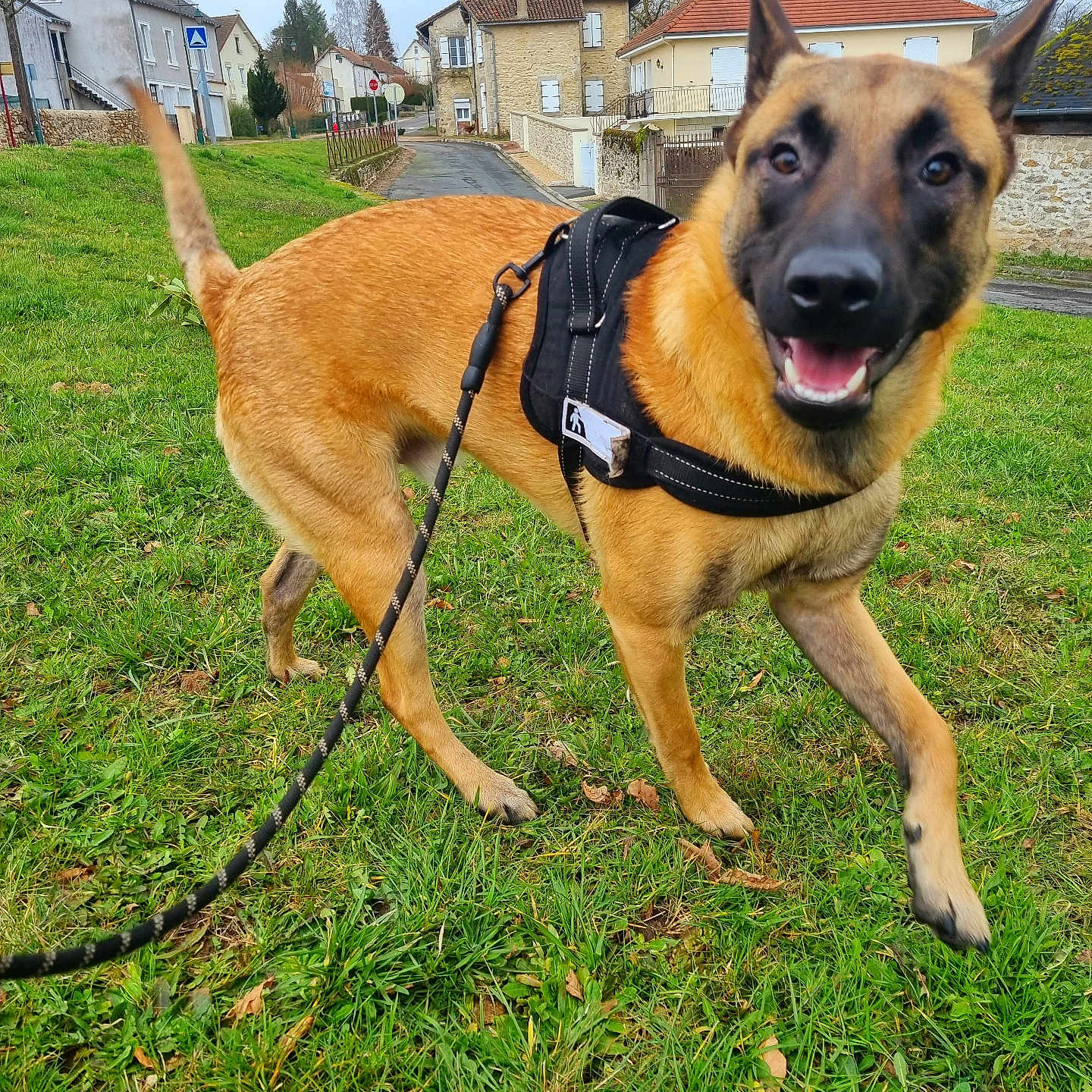 Titan participe au concours pour gagner de l'argent avec cette photo : accessories, animal, architecture, building, canine, dog, germanshepherd, grass, leash, nature, neighborhood, outdoors, pet, plant, policedog, roadsign, shelter, sign, strap, symbol