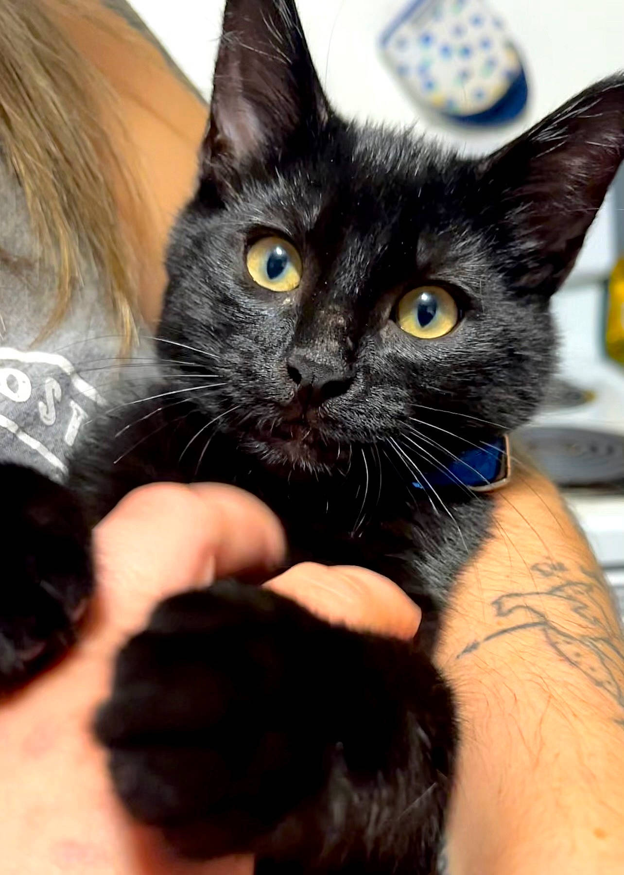 Salem is registered to the contest to win money with this photo: black_cat, carnivore, cat, claw, comfort, domestic_short_haired_cat, ear, electric_blue, felidae, finger, fur, gesture, hand, iris, nail, small_to_medium_sized_cats, whiskers, wrist