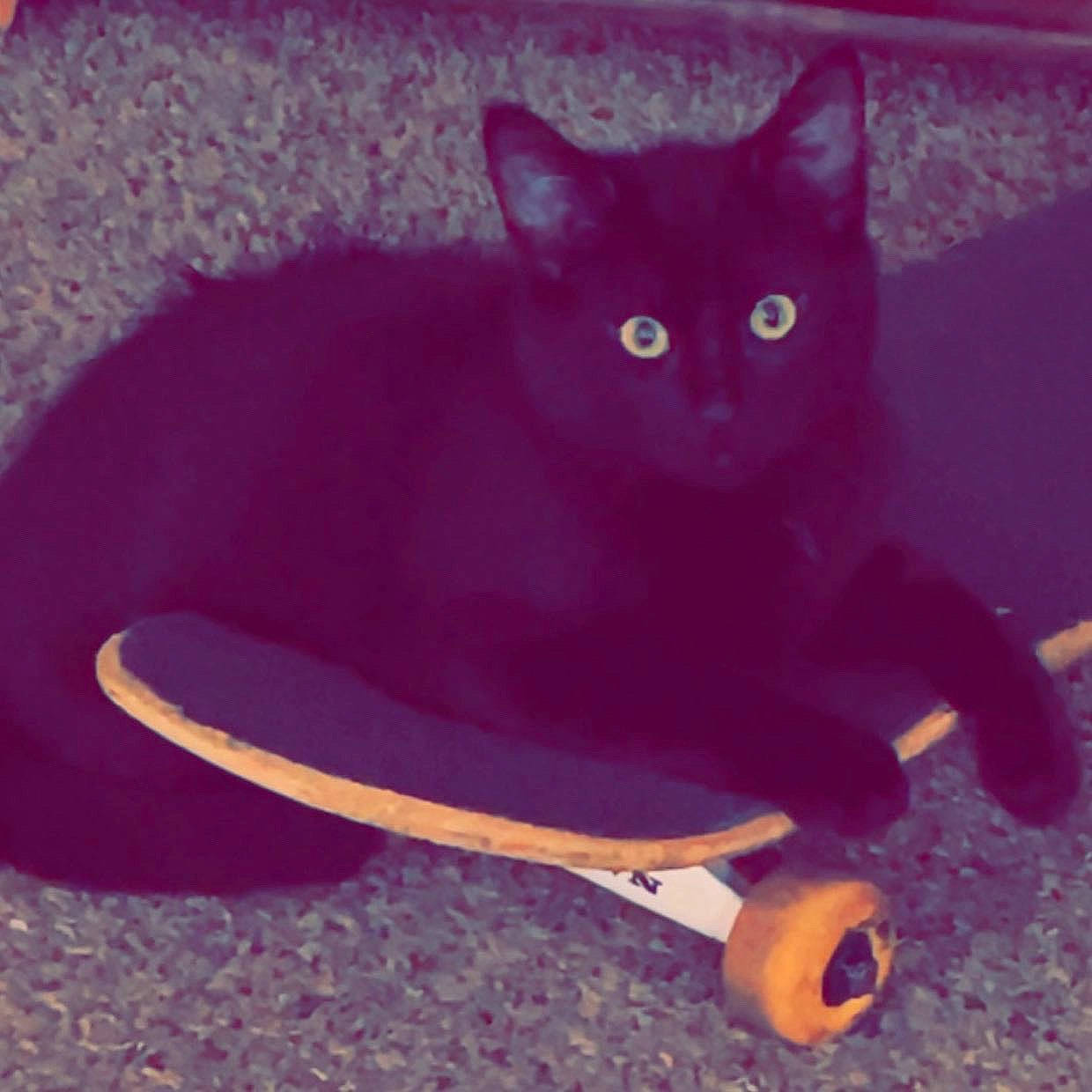 Salem is registered to the contest to win money with this photo: black_cat, carmine, carnivore, cat, cat_supply, comfort, domestic_short_haired_cat, electric_blue, felidae, fender, magenta, purple, small_to_medium_sized_cats, square, tail, whiskers