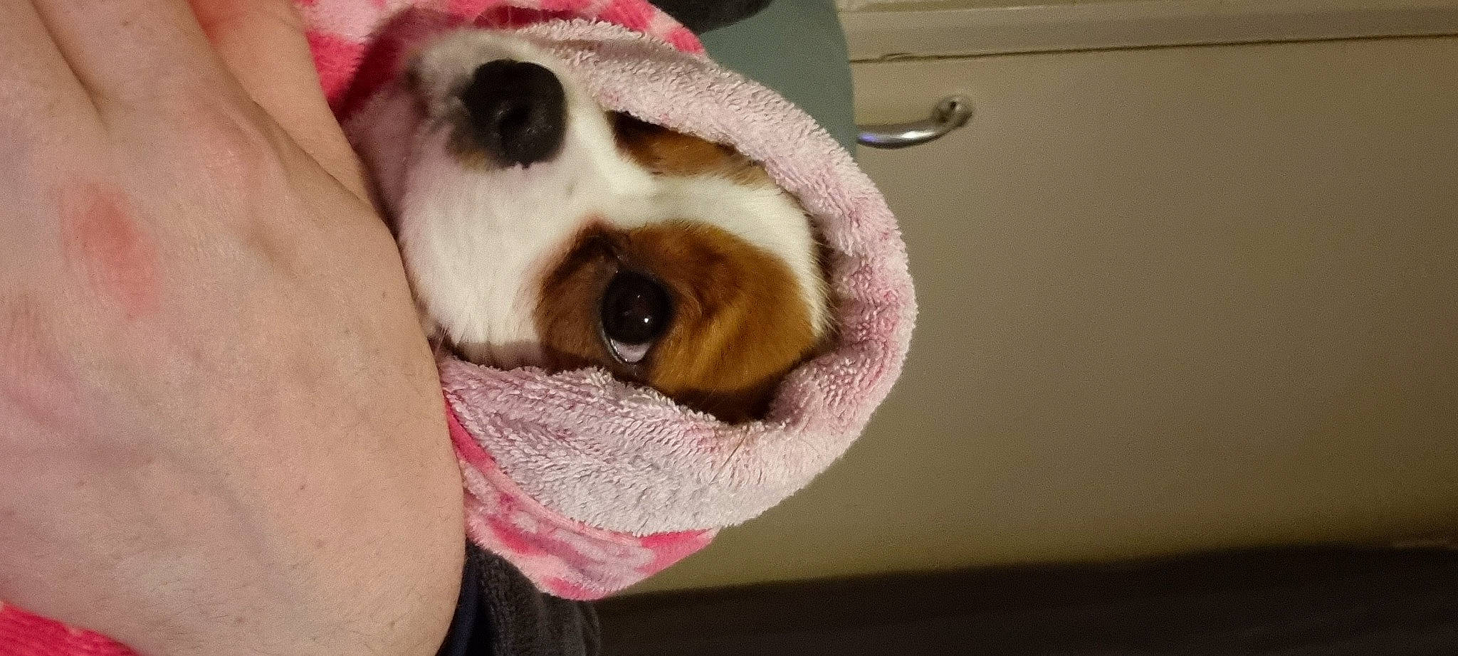 Tes is registered to the contest to win money with this photo: carnivore, comfort, companion_dog, dog, dog_breed, ear, eyelash, fawn, felidae, fur, linens, paw, small_to_medium_sized_cats, snout, sporting_group, tail, toy_dog, whiskers, working_animal, wrinkle