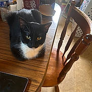 Mittens joined the competition — help win amazing prizes! cat, black_and_white_cat, table, wooden_table, chair, wooden_chair, water_bottle, soda_pack, dr_pepper, domestic, indoor, floor, laundry_basket, curious, pet, animal, feline, household, kitchen, still_life