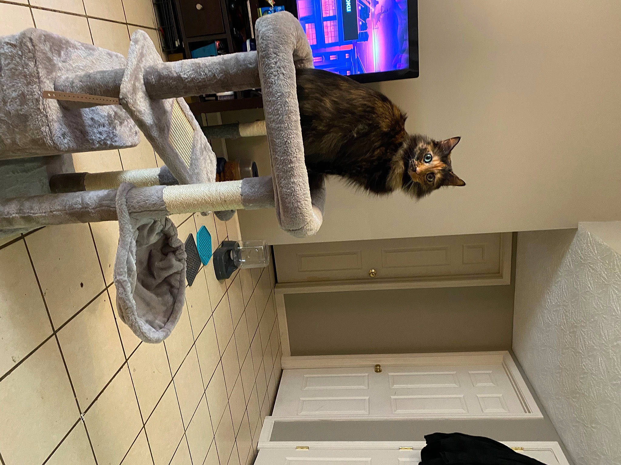 Latte joined the competition — help win amazing prizes! carnivore, cat, ceiling, domestic_short_haired_cat, door, felidae, flooring, fur, hardwood, house, laptop, metal, room, small_to_medium_sized_cats, tail, tree, whiskers, window, wood