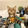 cat, tabby, pet, animal, portrait, sitting, indoors, bow_tie, collar, bell, bandaged_paw, medical_treatment, blanket, chair, houseplant, cups, bottles, table, bedroom, serious_expression