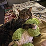Danni Slay joined the competition — help win amazing prizes! cat, tabby_cat, pet, animal, stuffed_animal, dinosaur_toy, cuddling, bed, blanket, bedroom, indoor, cozy, relaxed, lying_down, paw, whiskers, ears, fur, toy, home_decor