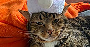 Danni Slay joined the competition — help win amazing prizes! cat, tabby_cat, santa_hat, christmas, pet, animal, portrait, close_up, whiskers, green_eyes, fur, striped_fur, grumpy_expression, indoor, blankets, couch, colorful, holiday, festive, cozy