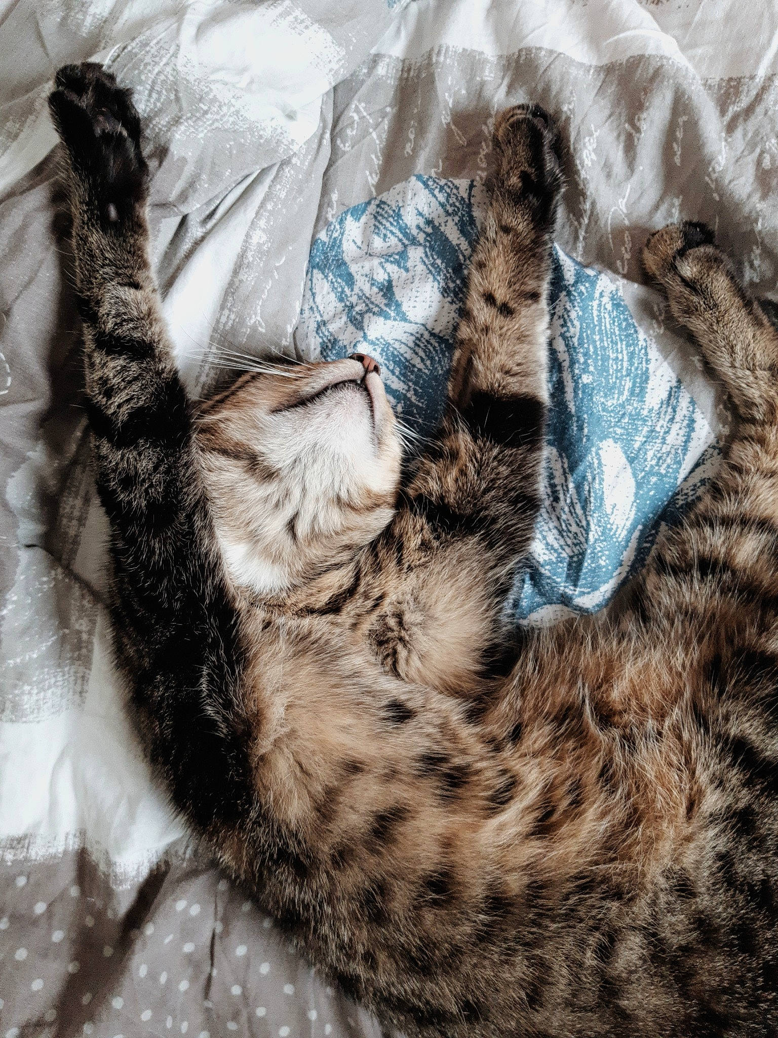 Madcat participe au concours pour gagner de l'argent avec cette photo : big_cats, carnivore, cat, claw, comfort, domestic_short_haired_cat, fawn, felidae, fur, grey, leopard, mammal, pattern, small_to_medium_sized_cats, snout, tail, terrestrial_animal, tree, vertebrate, whiskers