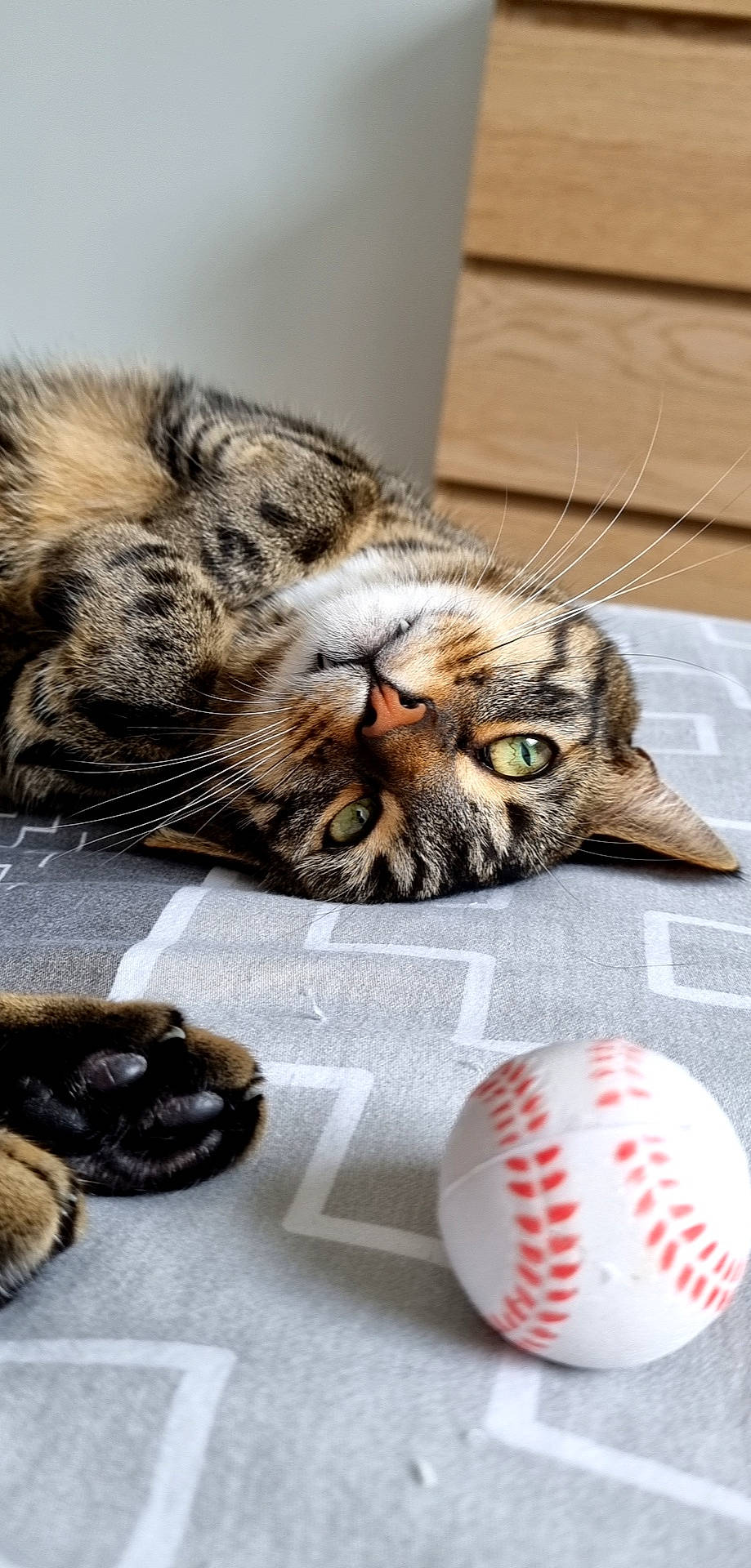 Madcat participe au concours pour gagner de l'argent avec cette photo : baseball, carnivore, cat, claw, comfort, domestic_short_haired_cat, fashion_accessory, felidae, fur, mammal, nap, organism, paw, small_to_medium_sized_cats, snapshot, snout, sports_equipment, terrestrial_animal, vertebrate, whiskers