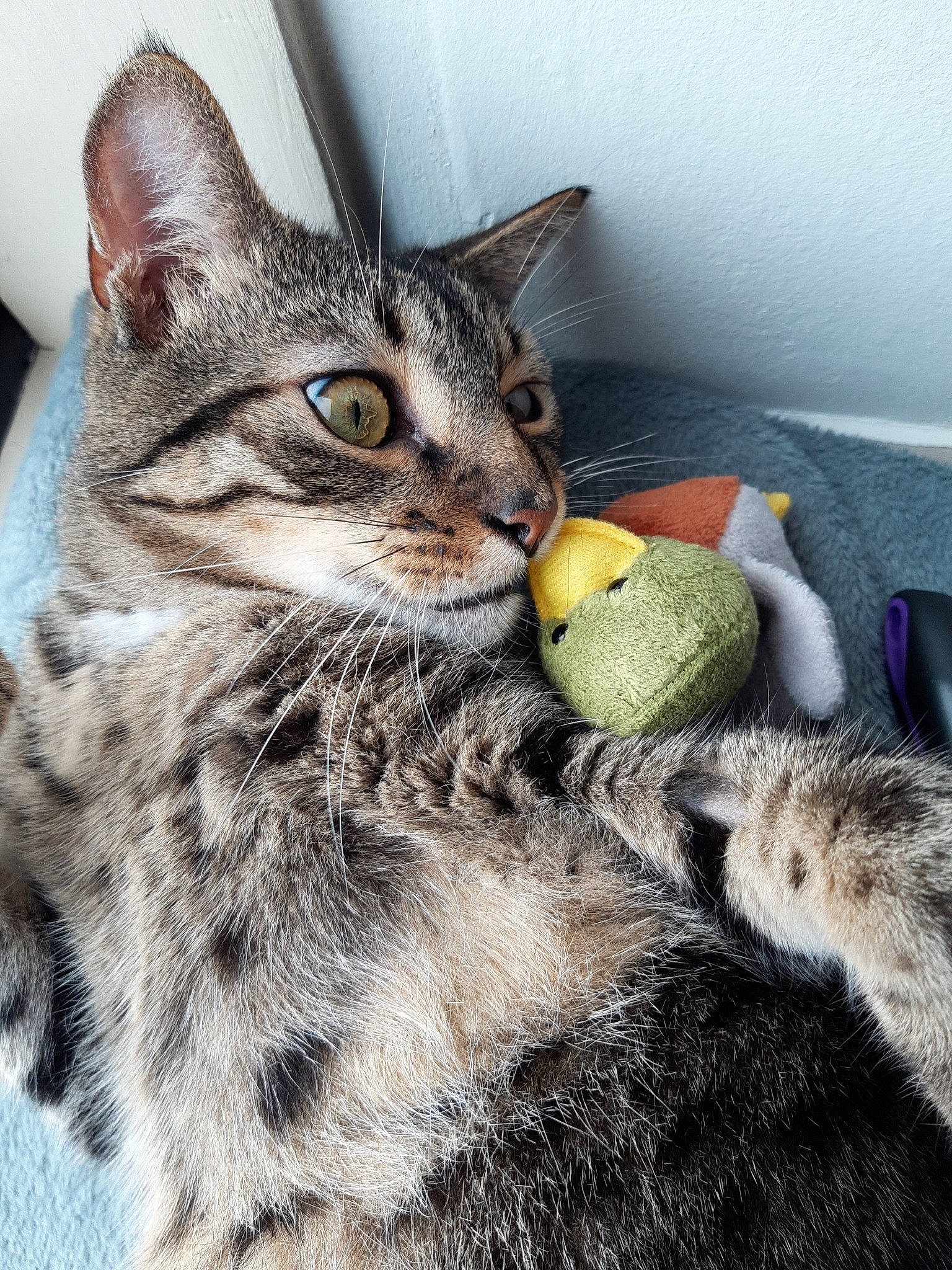 Madcat a rejoint le concours — aidez-le/la à gagner de superbes lots ! carnivore, cat, claw, comfort, domestic_short_haired_cat, felidae, fur, grey, mammal, paw, small_to_medium_sized_cats, snout, stuffed_toy, tail, terrestrial_animal, toy, vertebrate, whiskers, wildlife