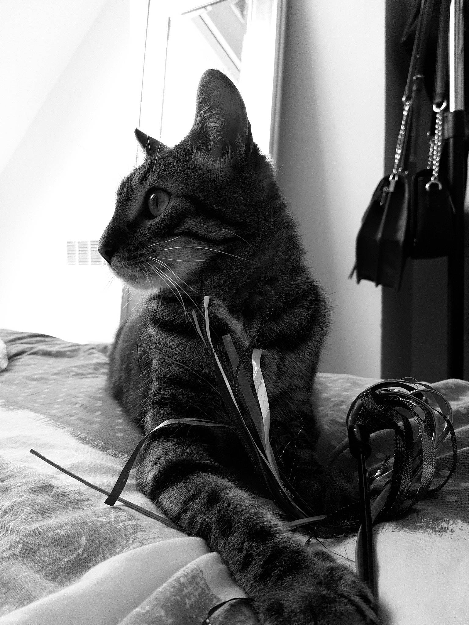 Madcat a rejoint le concours — aidez-le/la à gagner de superbes lots ! black, black_and_white, black_cat, carnivore, cat, comfort, domestic_short_haired_cat, felidae, fur, grey, human_leg, leg, monochrome, monochrome_photography, photograph, small_to_medium_sized_cats, snout, style, tail, whiskers