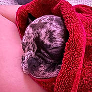 Kuza is registered to the contest to win money with this photo: puppy, dog, sleeping, wrapped, towel, red, cozy, closeup, face, pet, animal, resting, blanket, indoor, cute, fur, snug, peaceful, companion, comfort