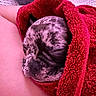 puppy, dog, sleeping, wrapped, towel, red, cozy, closeup, face, pet, animal, resting, blanket, indoor, cute, fur, snug, peaceful, companion, comfort
