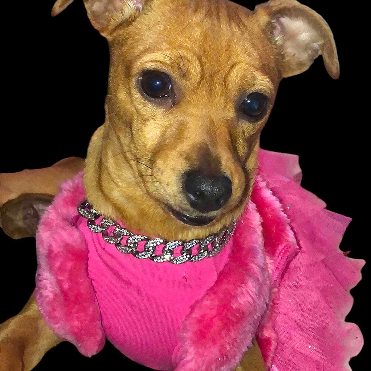Fatgirl joined the competition — help win amazing prizes! accessories, animal, boxer, bulldog, canine, chihuahua, clothing, dog, envelope, greetingcard, hound, jewelry, leash, mail, necklace, pet, puppy, purple, scarf, whitedog