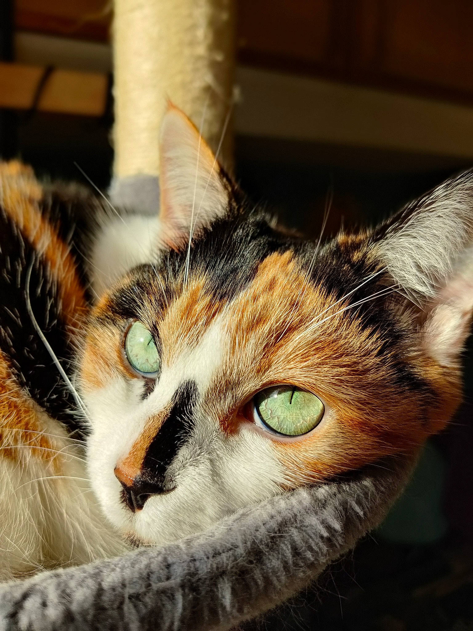 Muscade participe au concours pour gagner de l'argent avec cette photo : carnivore, cat, close_up, domestic_short_haired_cat, ear, felidae, fur, paw, small_to_medium_sized_cats, snout, tree, whiskers, wildlife, window