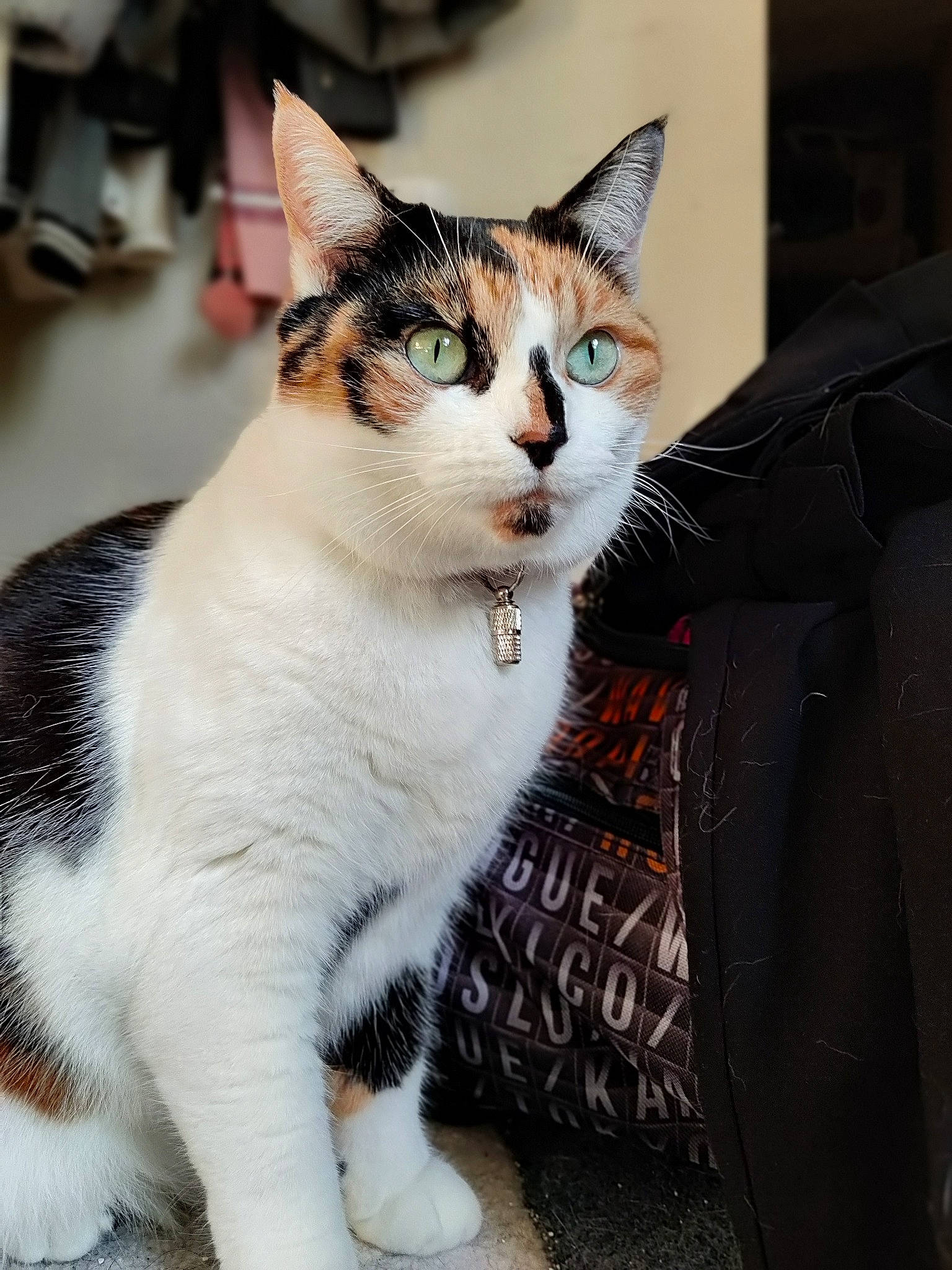 Muscade participe au concours pour gagner de l'argent avec cette photo : carnivore, cat, claw, comfort, domestic_short_haired_cat, felidae, formal_wear, fur, mammal, paw, sitting, small_to_medium_sized_cats, snout, tail, terrestrial_animal, whiskers, wildlife