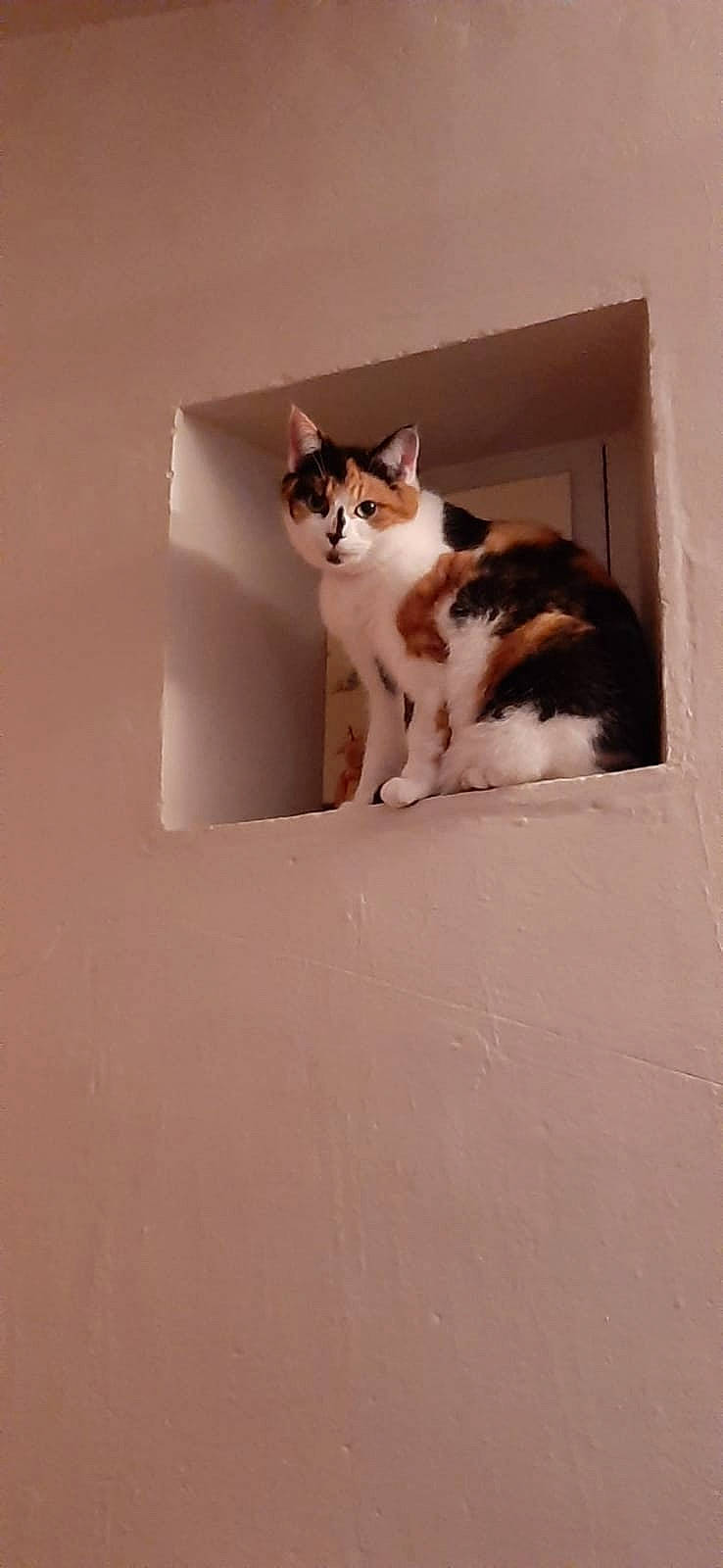 Muscade a rejoint le concours — aidez-le/la à gagner de superbes lots ! box, cardboard, carnivore, cat, domestic_short_haired_cat, door, fawn, felidae, foot, fur, hardwood, paw, small_to_medium_sized_cats, snout, stairs, tail, tree, whiskers, window, wood