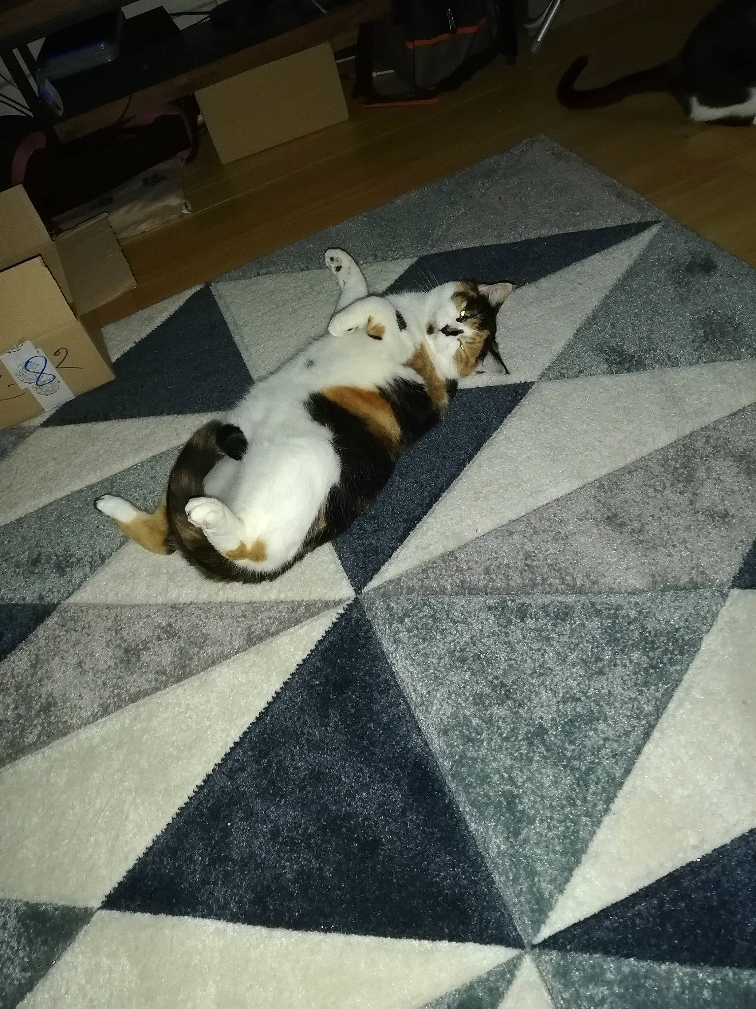 Muscade a rejoint le concours — aidez-le/la à gagner de superbes lots ! asphalt, carnivore, cat, comfort, companion_dog, felidae, floor, flooring, grey, hardwood, mammal, pattern, rectangle, road_surface, small_to_medium_sized_cats, tail, tints_and_shades, vertebrate, whiskers, wood