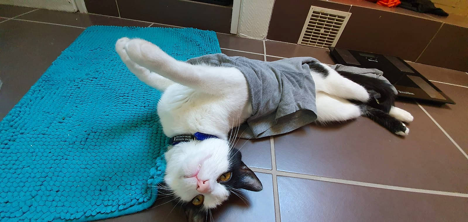 Oreo a rejoint le concours — aidez-le/la à gagner de superbes lots ! blue, carnivore, cat, claw, comfort, companion_dog, dog_breed, domestic_short_haired_cat, fawn, felidae, flooring, foot, fur, human_leg, paw, small_to_medium_sized_cats, snout, sporting_group, tail, whiskers