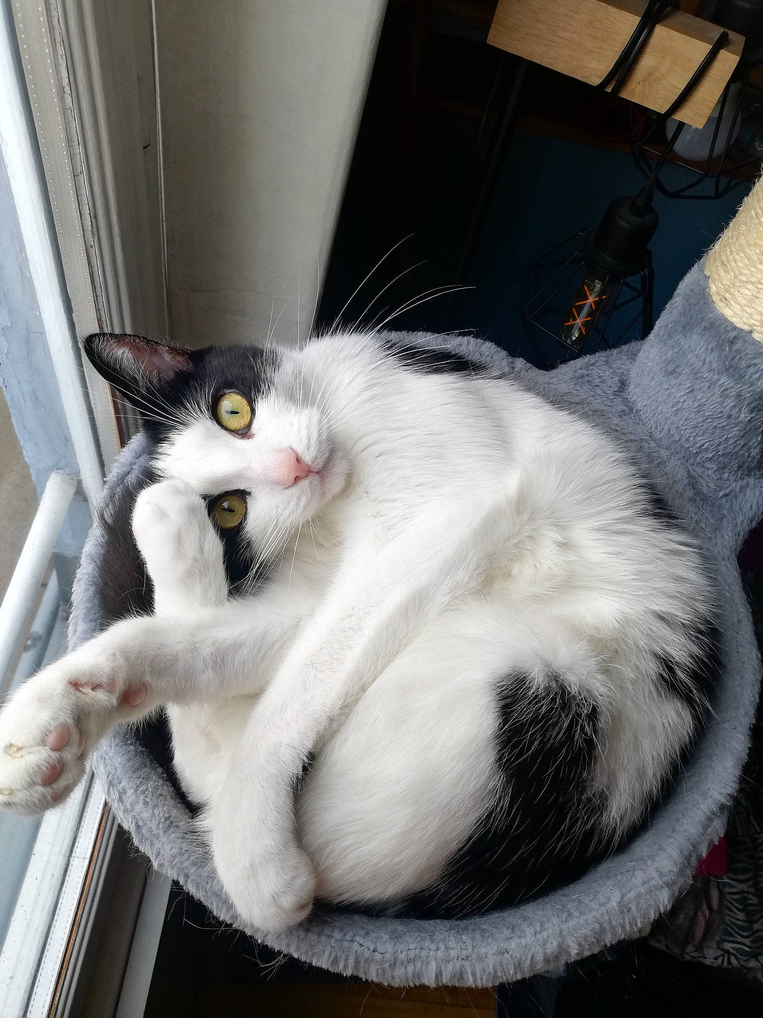 Oreo participe au concours pour gagner de l'argent avec cette photo : box, carnivore, cat, claw, comfort, domestic_short_haired_cat, felidae, foam, fur, paw, small_to_medium_sized_cats, snout, tail, whiskers, window