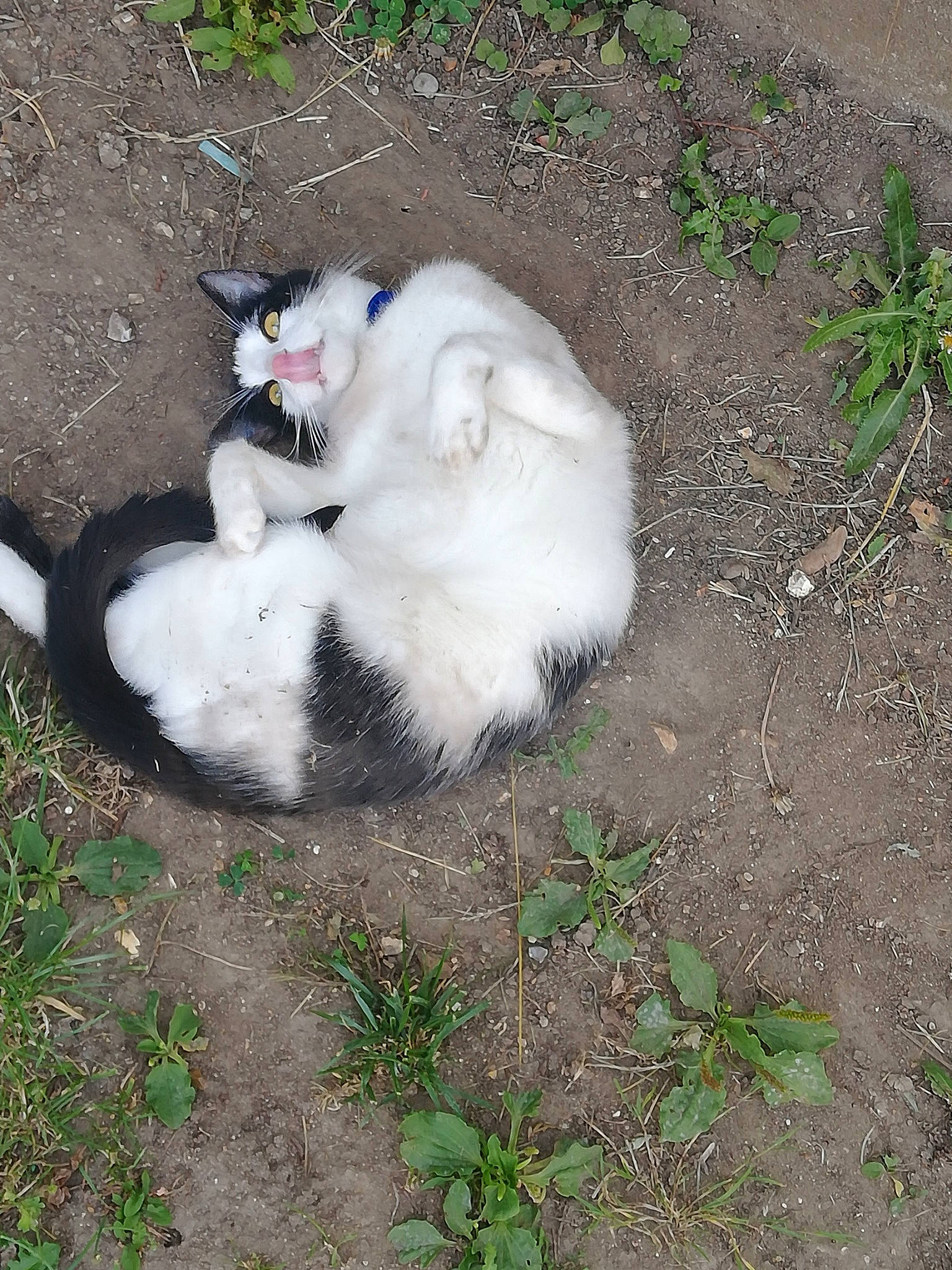 Oreo a rejoint le concours — aidez-le/la à gagner de superbes lots ! _geese_and_swans, canidae, carnivore, cat, dog_breed, duck, ducks, fang, felidae, fur, grass, paw, plant, small_to_medium_sized_cats, snout, soil, sporting_group, tail, terrestrial_animal, water_bird