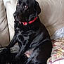 Rupert joined the competition — help win amazing prizes! dog, black_dog, collar, couch, indoor, pet, animal, blanket, pillow, fur, sitting, looking_away, relaxed, home, domestic_animal, canine, comfort, furniture, red_collar, resting