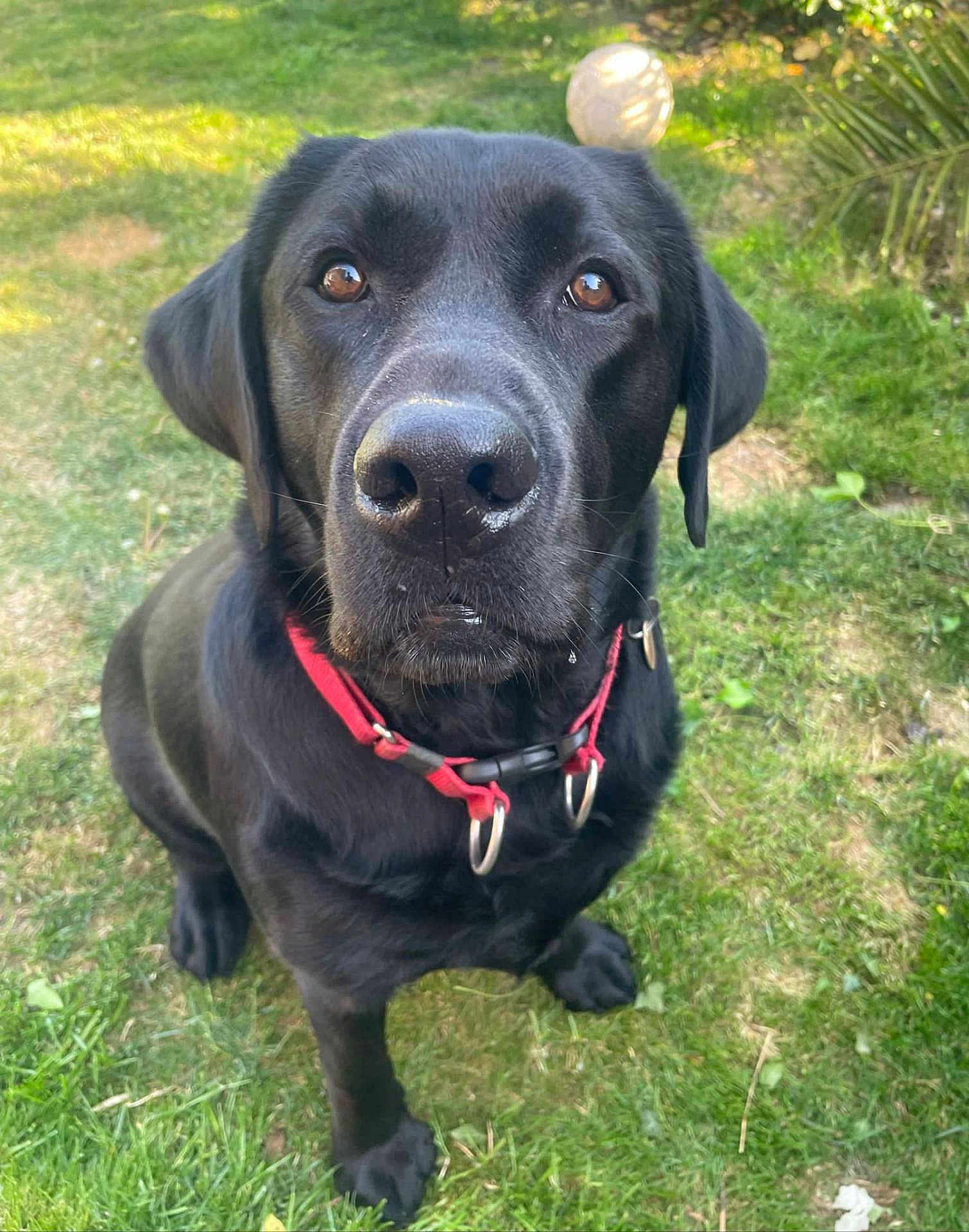 Rupert is registered to the contest to win money with this photo: dog, black_labrador, pet, animal, outdoor, grass, collar, cute, canine, friendly, mammal, domestic_animal, sitting, looking_up, nature, daylight, ears, snout, fur, eyes