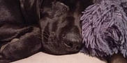 Rupert joined the competition — help win amazing prizes! dog, black_dog, sleeping, couch, leather, plush_toy, furniture, indoor, pet, resting, cozy, closeup, animal, relaxing, snout, fur, canine, home, comfort, napping