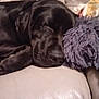 dog, black_dog, sleeping, couch, leather, plush_toy, furniture, indoor, pet, resting, cozy, closeup, animal, relaxing, snout, fur, canine, home, comfort, napping