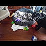 Rupert is registered to the contest to win money with this photo: black_dog, blanket, canine, casual, chair, chewed_wrappers, curious, dog_bed, dog_bowl, furniture, guilty_dog, household, indoor, living_room, messy_floor, pet, red_collar, scattered_paper, snack_wrappers, wooden_floor