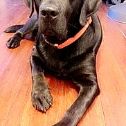 Rupert is registered to the contest to win money with this photo: dog, labrador, black_dog, pet, indoor, wooden_floor, collar, animal, canine, floor, laying_down, looking_at_camera, fur, domestic_animal, mammal, household, companion, cute, portrait, relaxed