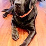 dog, labrador, black_dog, pet, indoor, wooden_floor, collar, animal, canine, floor, laying_down, looking_at_camera, fur, domestic_animal, mammal, household, companion, cute, portrait, relaxed