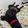 Rupert joined the competition — help win amazing prizes! dog, black_dog, red_collar, lying_down, upside_down, teeth, smiling, blanket, floral_pattern, bed, indoor, cozy, playful, pet, animal, fur, paw, resting, cute, domestic