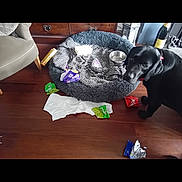 Rupert is registered to the contest to win money with this photo: black_dog, blanket, canine, casual, chair, chewed_wrappers, curious, dog_bed, dog_bowl, furniture, guilty_dog, household, indoor, living_room, messy_floor, pet, red_collar, scattered_paper, snack_wrappers, wooden_floor