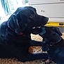 Rupert is registered to the contest to win money with this photo: animal, black_dog, canine, carpet, collar, companionship, cute, dog, domestic, floor, furniture, home, indoor, interaction, licking, nuzzling, pet, playful, two_dogs, window