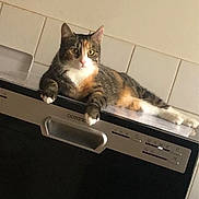 Chanel a rejoint le concours — aidez-le/la à gagner de superbes lots ! cat, calico, dishwasher, kitchen, appliance, tiled_wall, animal, pet, relaxed, lounging, indoor, domestic, fur, whiskers, paws, looking, resting, household, mammal, cute