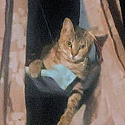 Mayhem is registered to the contest to win money with this photo: animal, cat, closeup, cozy, curious, curtains, eyes, feline, fur, indoor, looking, mischievous, paw, pet, relaxed, resting, shadow, soft_light, whiskers, window