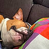 Laska participe au concours pour gagner de l'argent avec cette photo : dog, sleeping, couch, pillow, colorful, brown, white, pet, resting, indoor, cozy, snout, ear, fabric, comfort, closeup, relaxed, cute, muzzle, home