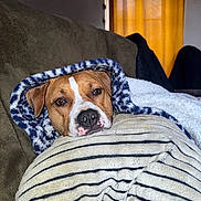 Laska participe au concours pour gagner de l'argent avec cette photo : dog, blanket, couch, indoor, cozy, brown_dog, striped_blanket, patterned_blanket, pet, canine, resting, warm, domestic, fur, snuggled, relaxed, face, ears, nose, comfort