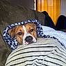 dog, blanket, couch, indoor, cozy, brown_dog, striped_blanket, patterned_blanket, pet, canine, resting, warm, domestic, fur, snuggled, relaxed, face, ears, nose, comfort