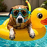 Laska a rejoint le concours — aidez-le/la à gagner de superbes lots ! dog, snorkel, goggles, inflatable_duck, pool, water, summer, pet, animal, swimming, outdoor, sunlight, playful, relaxing, fun, vacation, cute, muzzle, paws, leisure