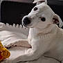 animal, blanket, canine, companion, cozy, curious, cute, dog, ears, fur, home, indoor, looking, paw, pet, relaxed, resting, snout, toy, white_dog