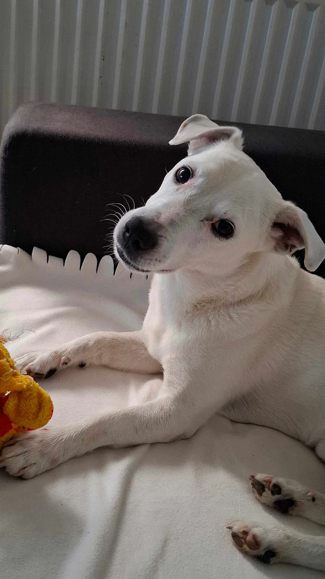 Jasko participe au concours pour gagner de l'argent avec cette photo : animal, blanket, canine, companion, cozy, curious, cute, dog, ears, fur, home, indoor, looking, paw, pet, relaxed, resting, snout, toy, white_dog