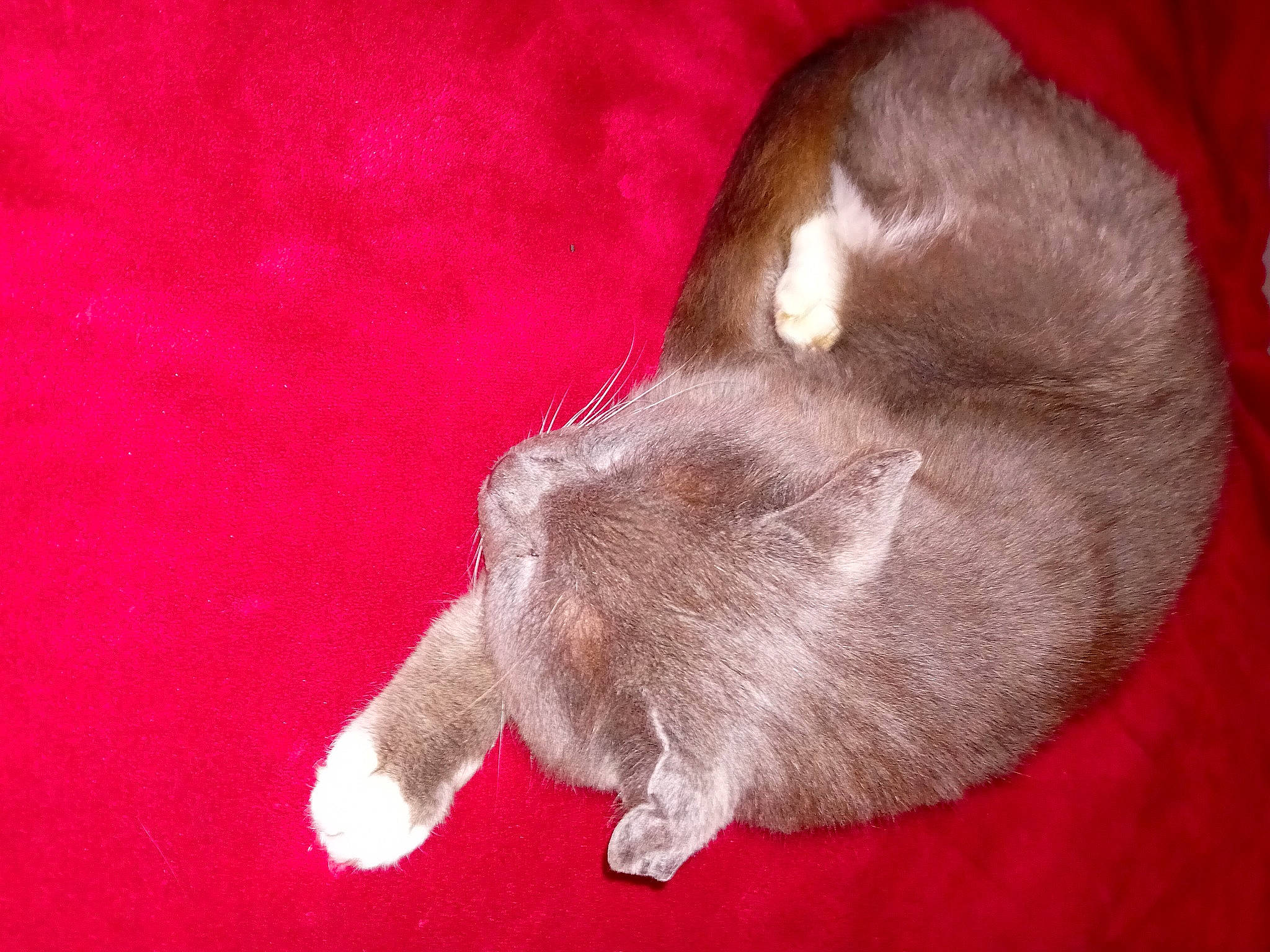 Charles participe au concours pour gagner de l'argent avec cette photo : carmine, carnivore, cat, comfort, dog, dog_breed, fawn, felidae, foot, fur, human_leg, liver, magenta, paw, small_to_medium_sized_cats, sporting_group, tail, whiskers